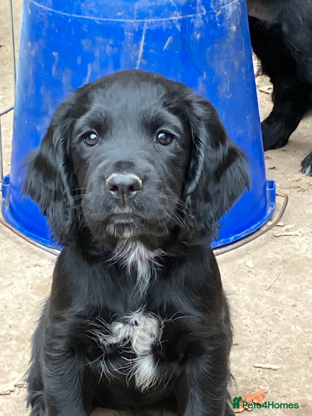 Cocker Spaniel dogs for sale: Ready to go -Quality Working Cocker Spaniel KC reg in Stone - Image 19