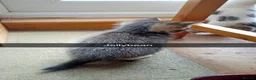 Mixed Breed cats for sale: Kittens Mixed breed (father 1/4 Bengal) - Advert 26