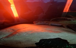 Leopard Gecko reptiles for sale: 1 female leopard gecko. - Image 5
