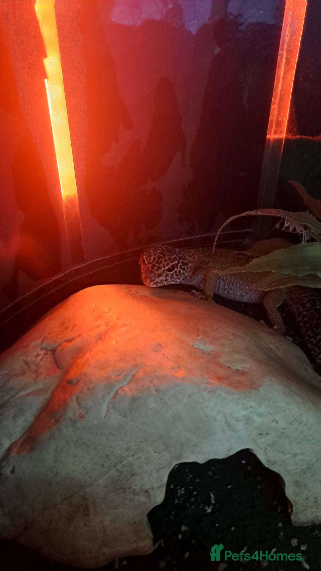 Leopard Gecko reptiles for sale: 1 female leopard gecko. - Image 5