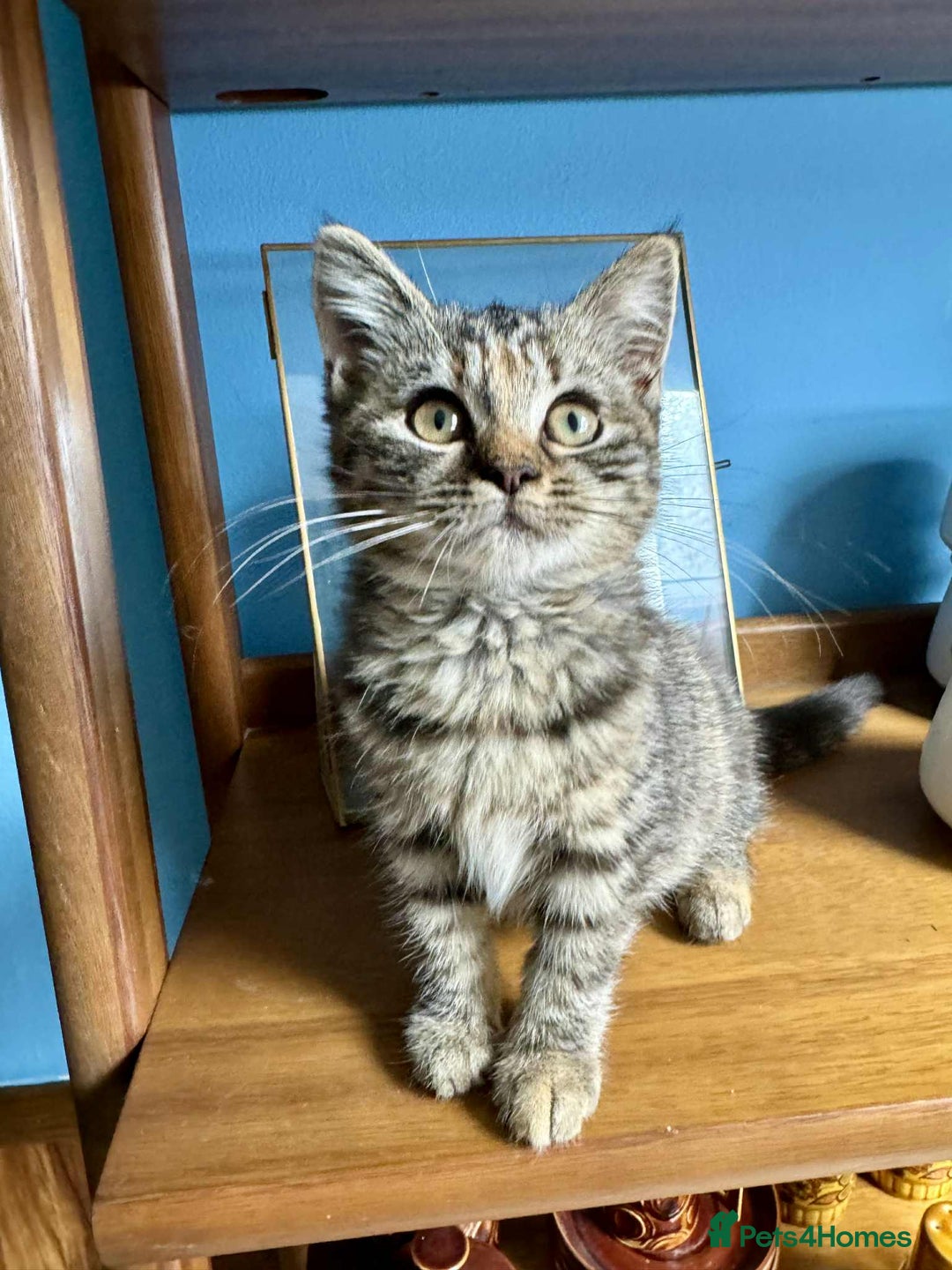 British Shorthair cats for sale: Pure British Shorthair Girls Ready Now! - Image 11