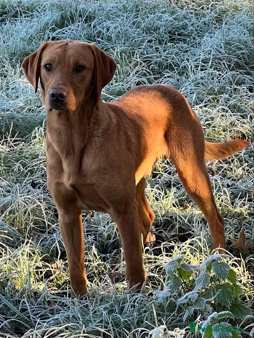 Labrador Retriever dogs for stud: EXTENSIVELY HEALTH TESTED FOX RED LABRADOR AT STUD in Petworth - Advert 7