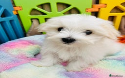 Maltese dogs for sale: For sale - Image 10