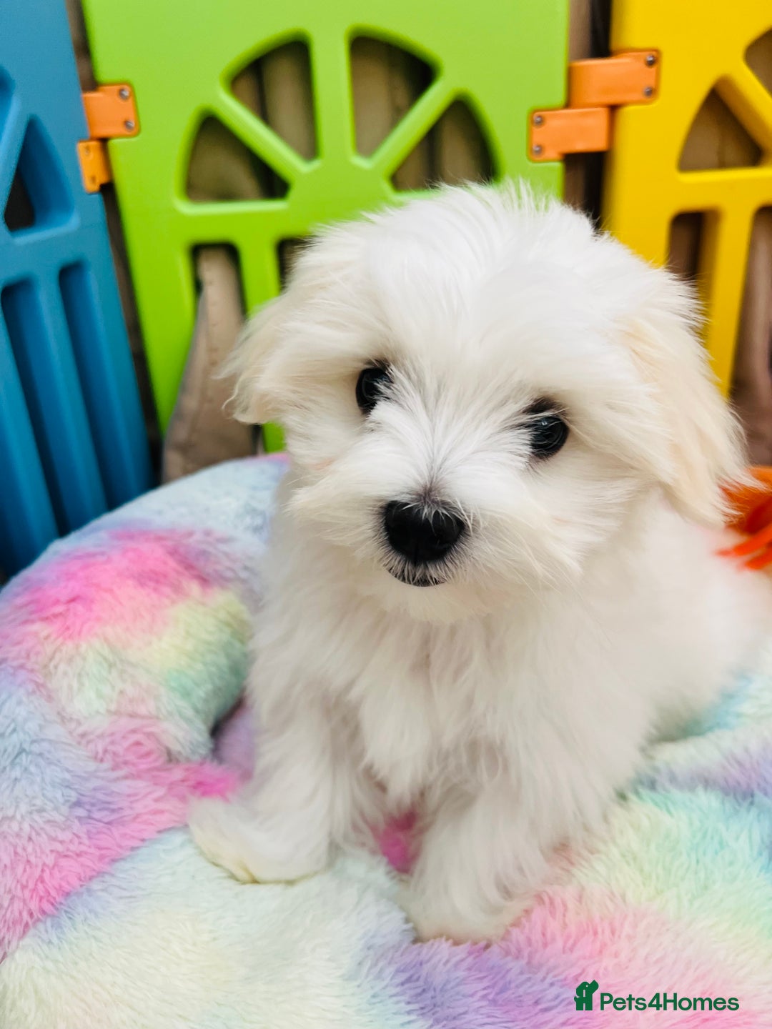 Maltese dogs for sale: For sale - Image 10