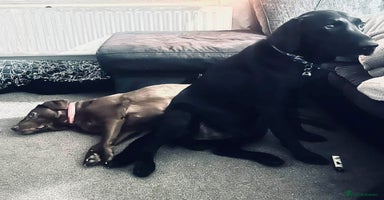 Labrador Retriever dogs - Advert 2