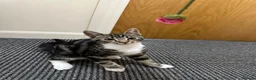 Mixed Breed cats for sale: Simba  - Advert 4