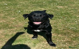 Labrador Retriever dogs for stud: Healthy, gentle Lab boy for stud - Image 4