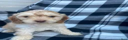 Cockapoo dogs for sale: Cockapoo puppies - Advert 11