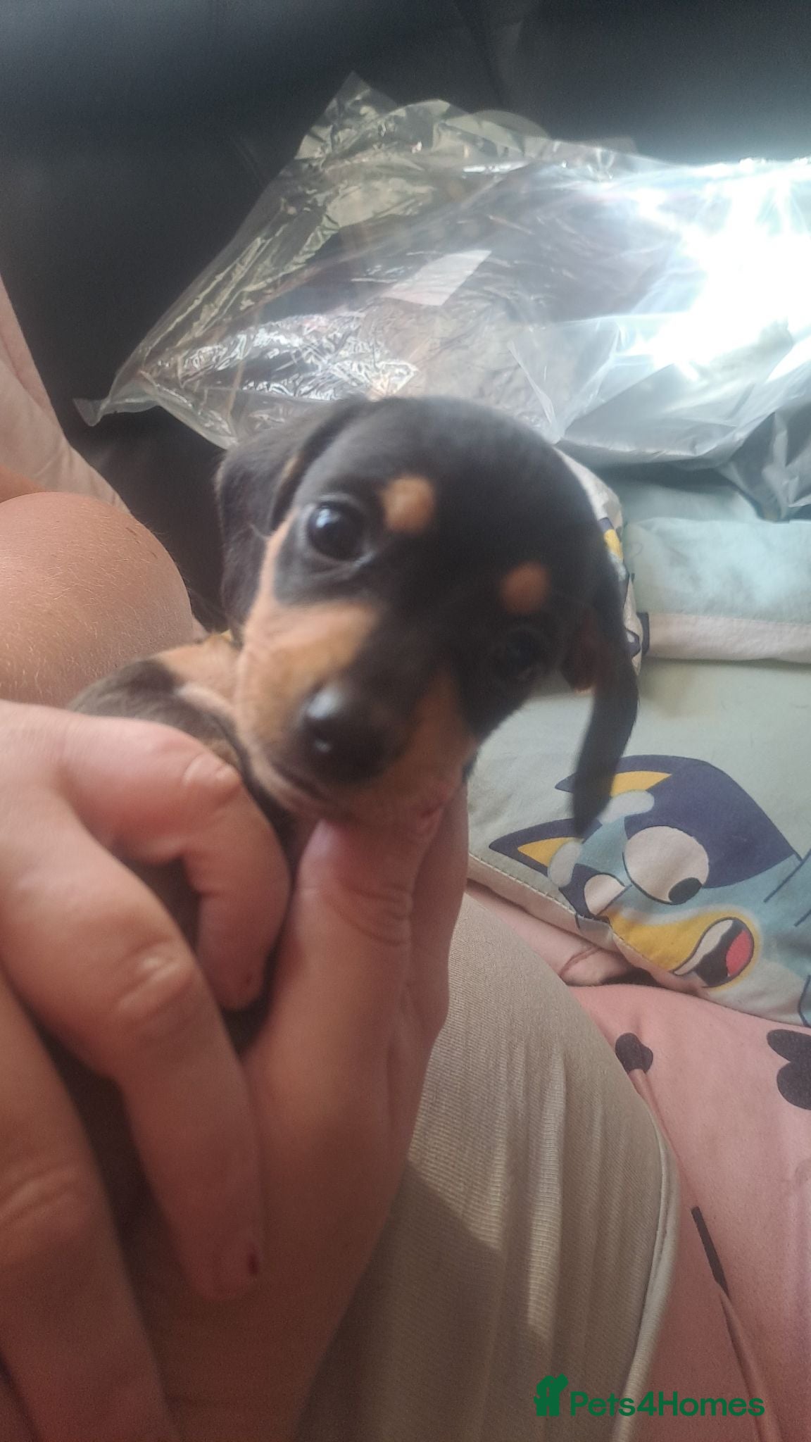 Miniature Dachshund dogs Miniature dachshunds - Advert 14