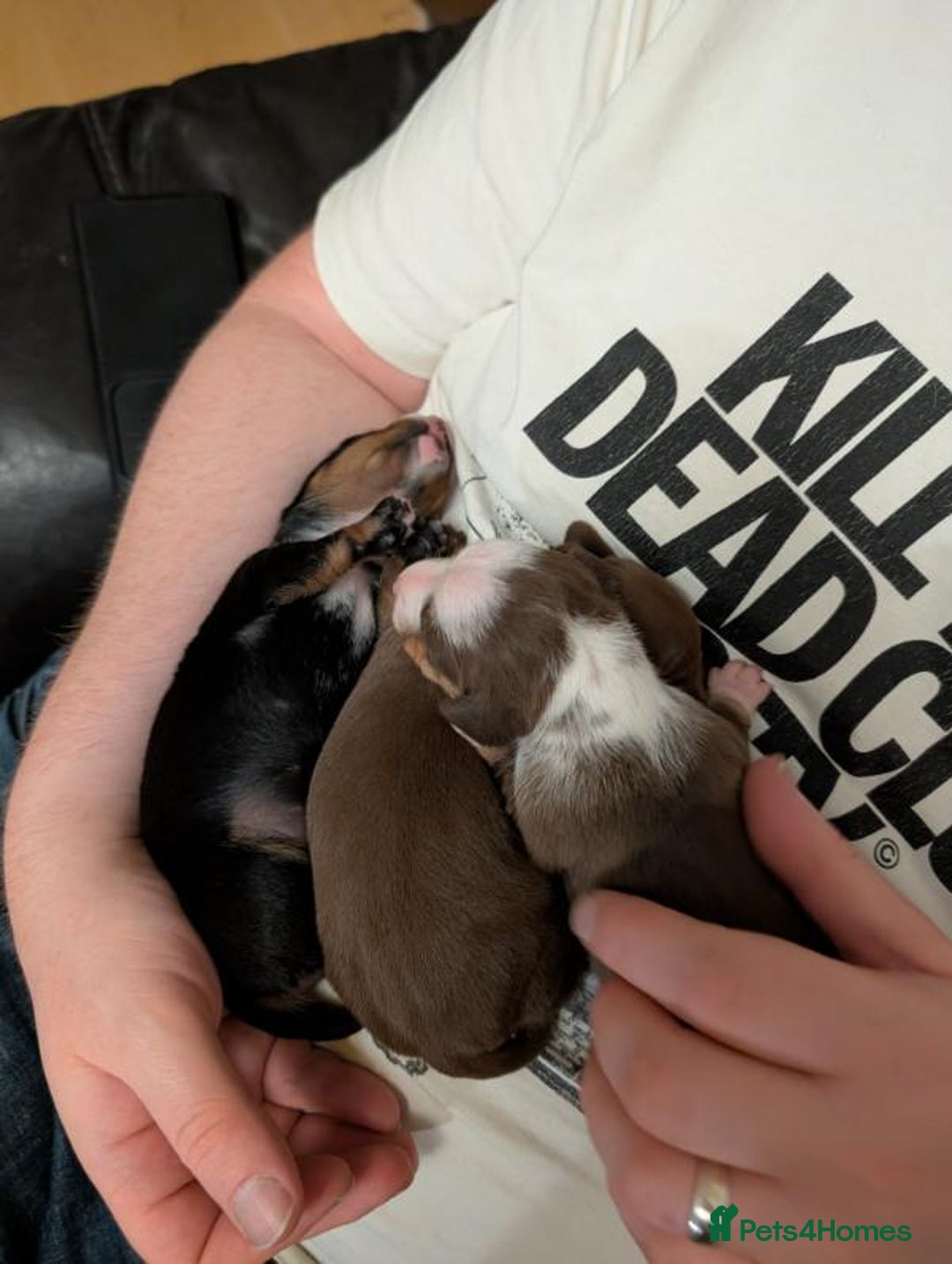 Miniature Dachshund dogs for sale: Gorgeous mini dachsunds puppy's - Image 5