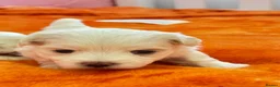 Maltese dogs for sale: 🐾💕 ADORABLE TINY PURE MALTESE - RESERVE NOW!  - Advert 4