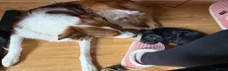 Cocker Spaniel dogs for sale: Nala- working cocker spaniel  - Advert 12