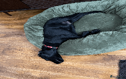 Labrador Retriever dogs for sale: Adorable Labrador Puppy-Healthy & Well-Cared-For - Image 5