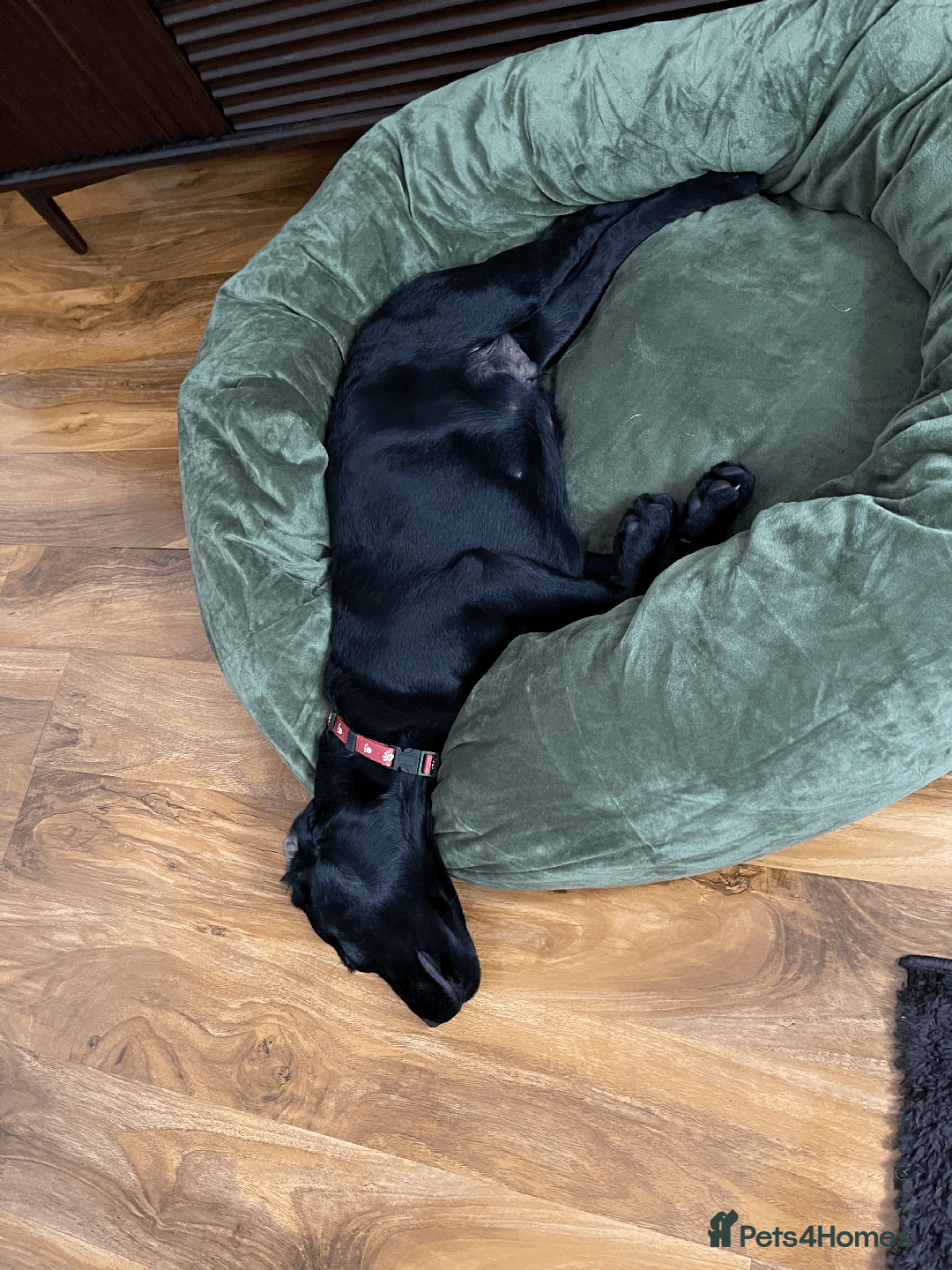 Labrador Retriever dogs for sale: Adorable Labrador Puppy-Healthy & Well-Cared-For - Image 5