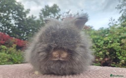 Angora rabbits for sale: 😍Large Angora babies- parents imported from 🇫🇷  - Image 8