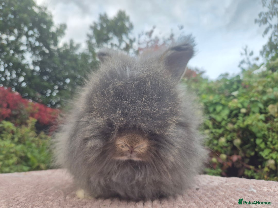 Angora rabbits for sale: 😍Large Angora babies- parents imported from 🇫🇷  - Image 8