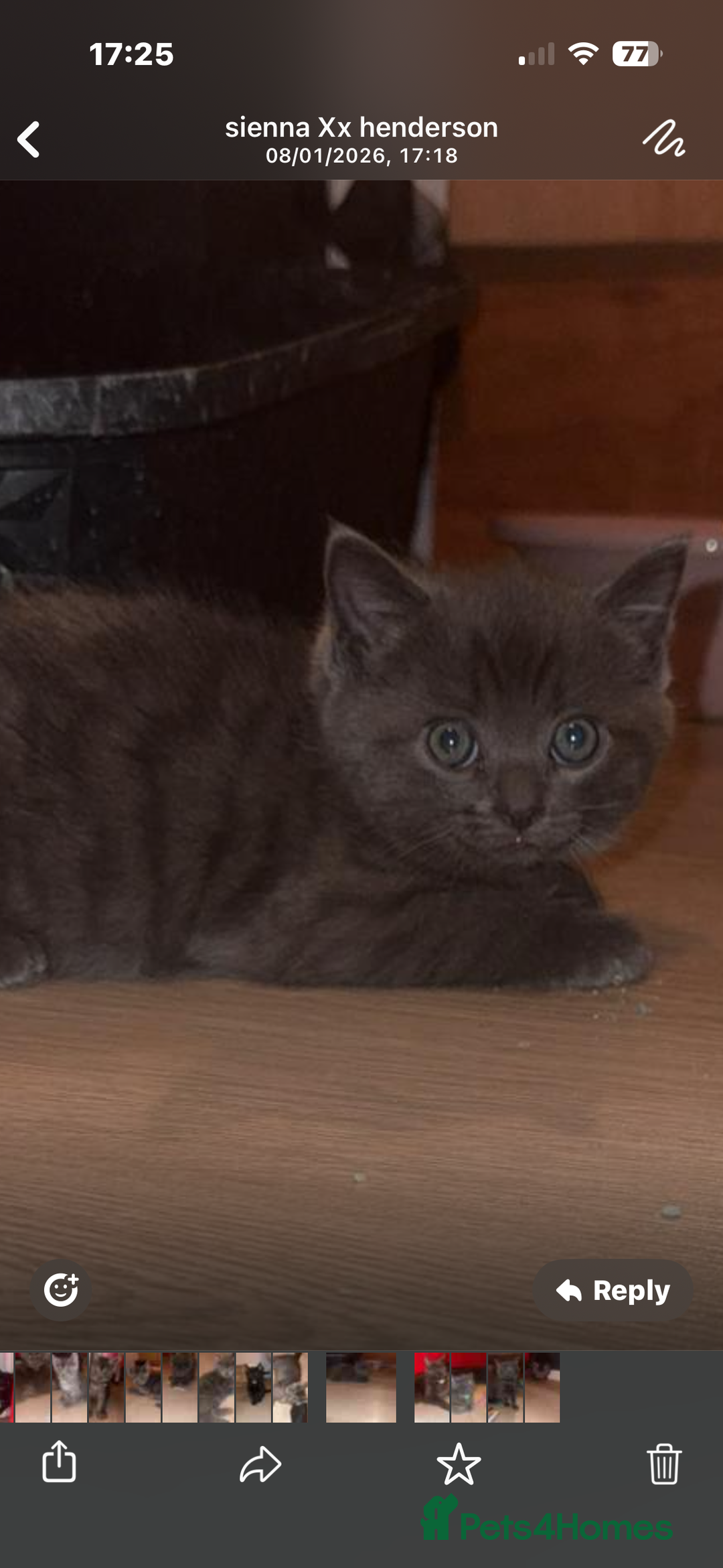 Mixed Breed cats for sale: Mainecoon cross - Advert 6