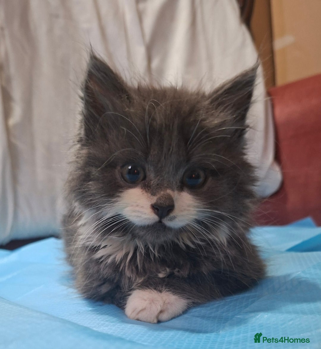 Persian cats for sale: Persian mix - Advert 2