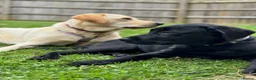 Labrador Retriever dogs for sale: Two beautiful Labrador girls 2&3yos in Worcester - Advert 1