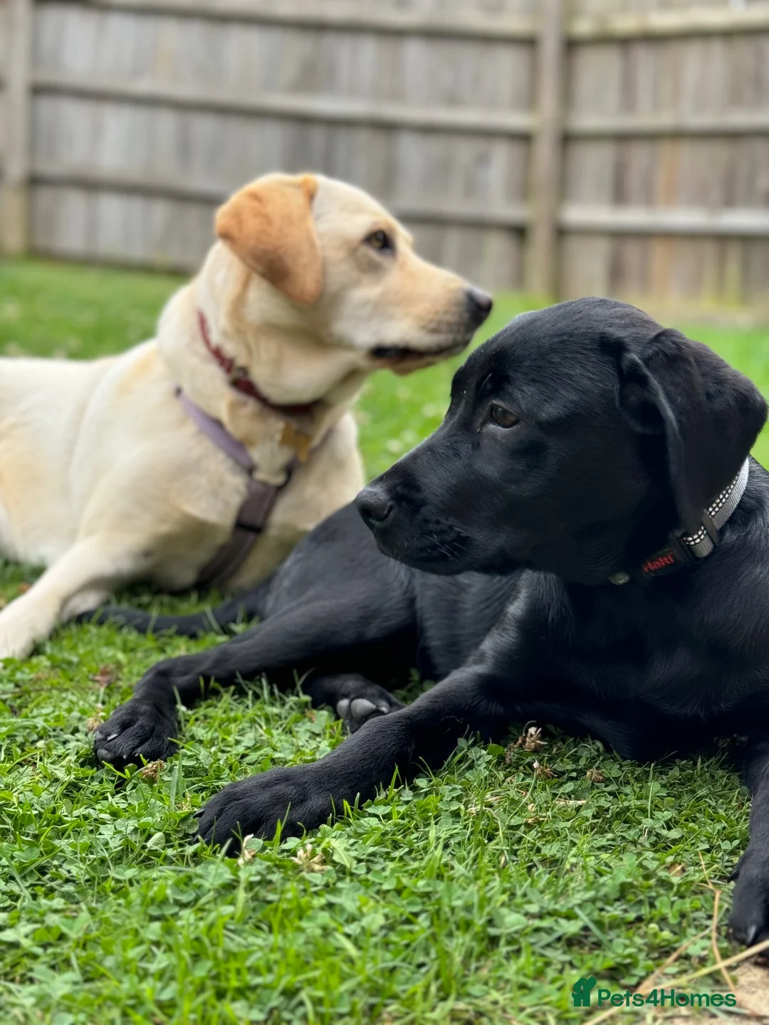 Labrador Retriever dogs for sale: Two beautiful Labrador girls 2&3yos in Worcester - Advert 1