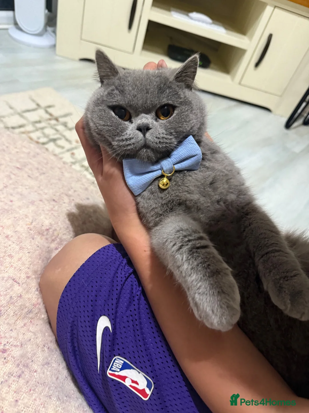 British Shorthair cats for sale: British short haired cat 2 years old  - Advert 7