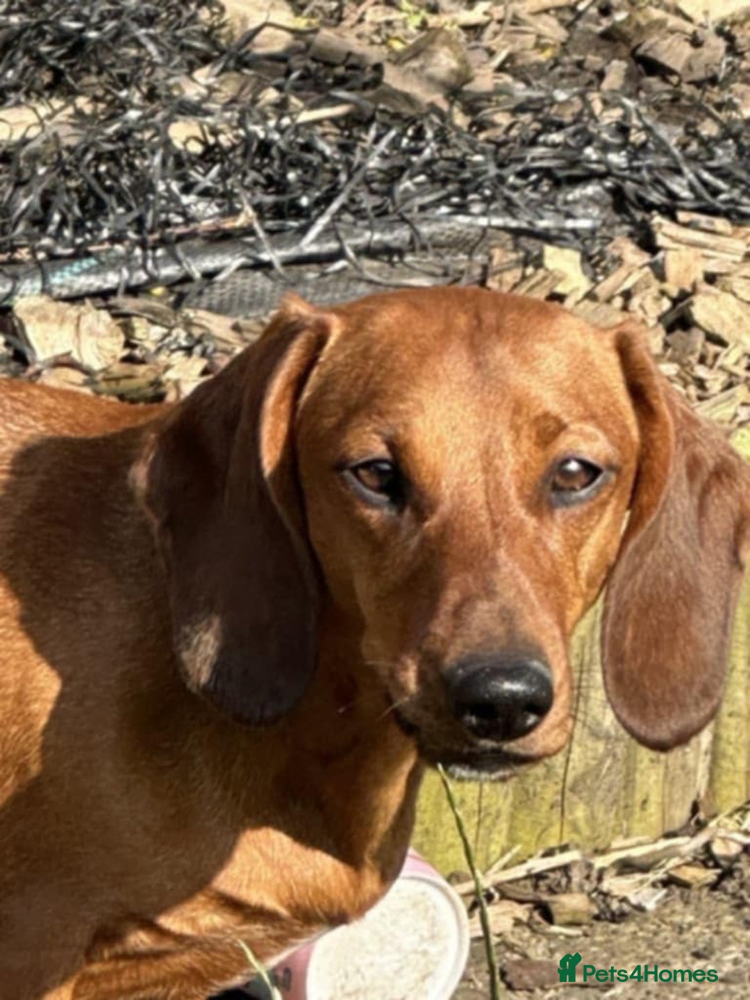 Dachshund dogs for sale: Beautiful Dachsund  - Advert 2