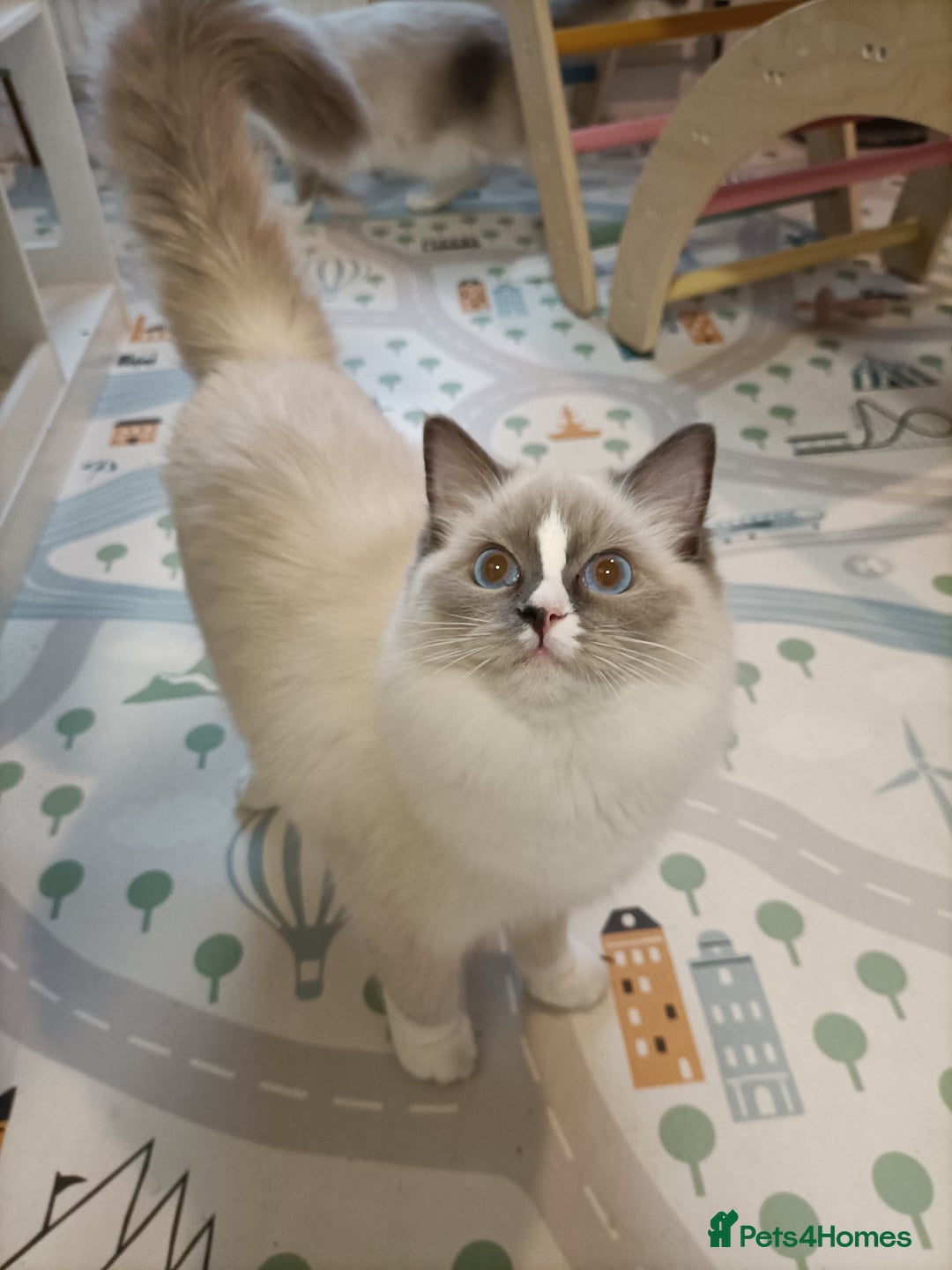 Ragdoll cats for sale: Ragdoll girl - Advert 3