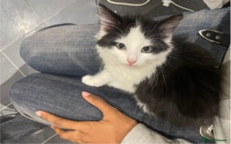 Mixed Breed cats for sale: Beautiful Playful Girl - Advert 2