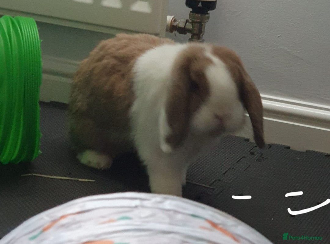 Mini Lop rabbits for sale: Lola & Frappe !!MUST GO TOGETHER!!🩷 - Advert 8