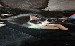 Mixed Breed cats for sale: 4 beautiful mixed kittens  - Image 11