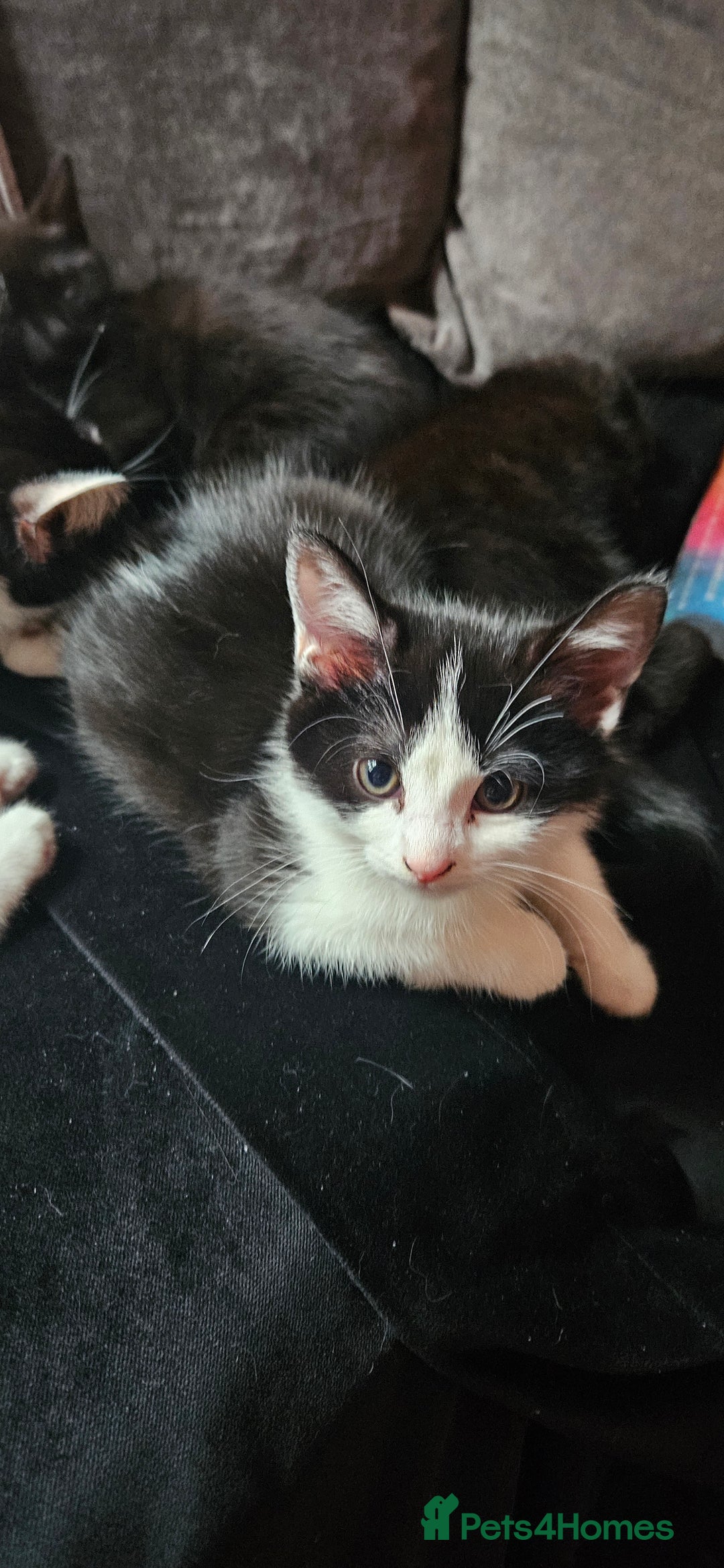 Mixed Breed cats for sale: 4 beautiful mixed kittens  - Image 11