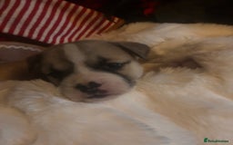 Mixed Breed dogs for sale: Bullimute - Advert 3