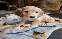 Cockapoo dogs for sale: Beautiful Cockapoo Puppies For Sale  - Image 3