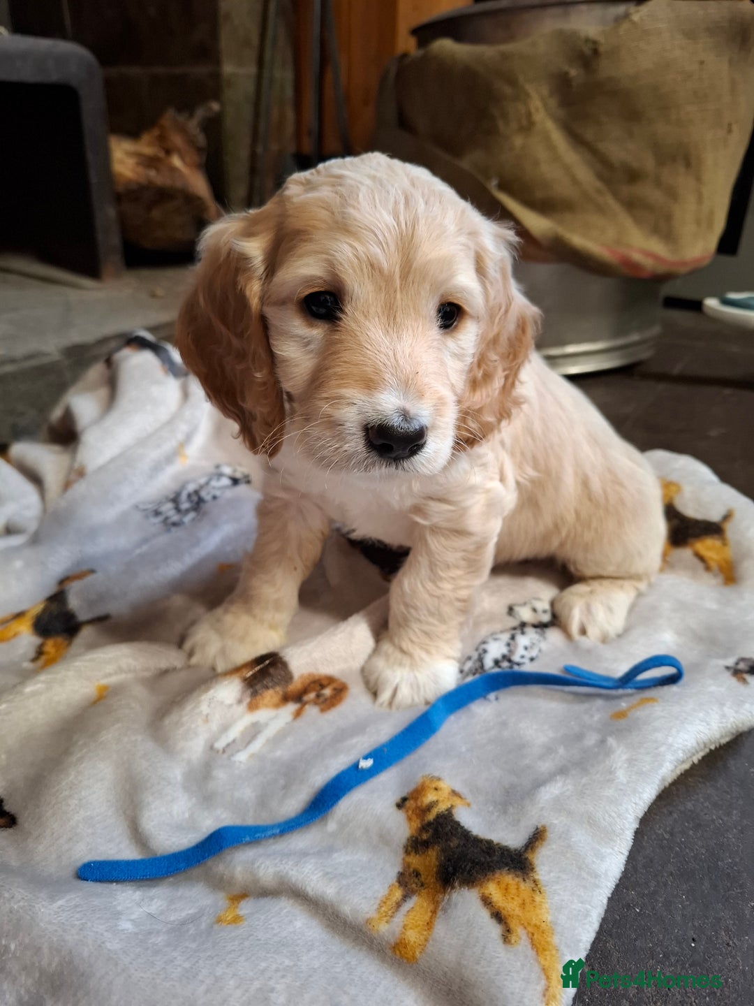 Cockapoo dogs for sale: Beautiful Cockapoo Puppies For Sale  - Image 3