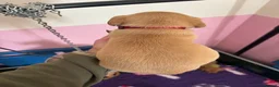 Labrador Retriever dogs for sale: Fox red Labradors  - Advert 15