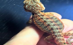Bearded Dragon reptiles for sale: Baby bearded dragons 6 weeks old - Image 4