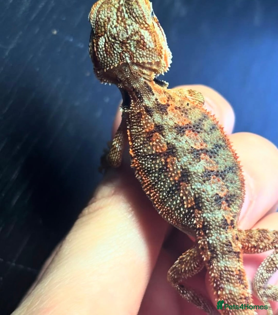 Bearded Dragon reptiles for sale: Baby bearded dragons 6 weeks old - Image 4