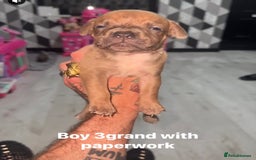 Mixed Breed dogs for sale: Beautiful 5 girls & 2 boys  - Image 8