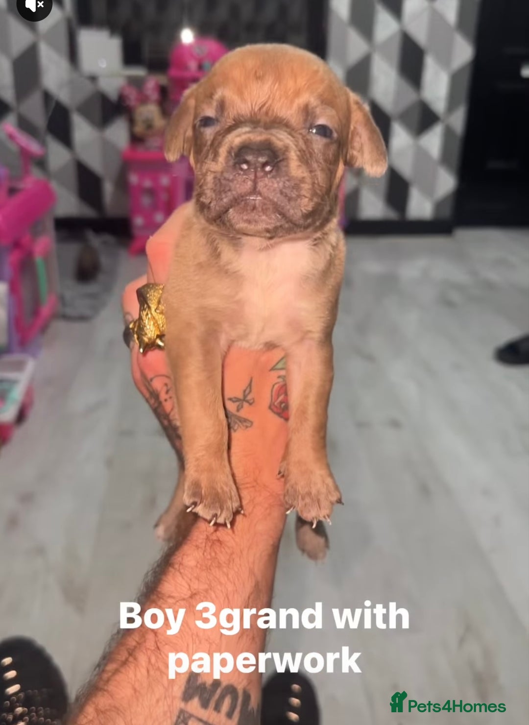 Mixed Breed dogs for sale: Beautiful 5 girls & 2 boys  - Image 8