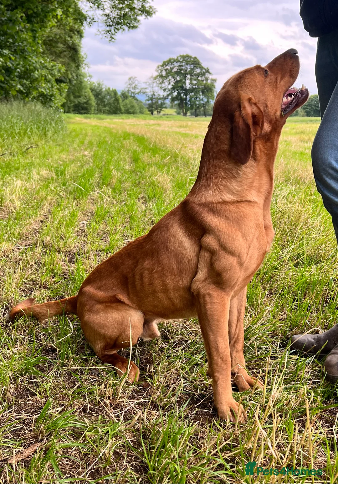 Labrador Retriever dogs for stud: Extensively health tested with 0/0 hips 0/0 elbow in Middlesbrough - Advert 2