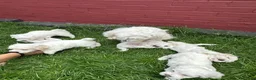 Bichon Frise dogs for sale:     🐶 6 Adorable Puppies Looking for a Home - Advert 12