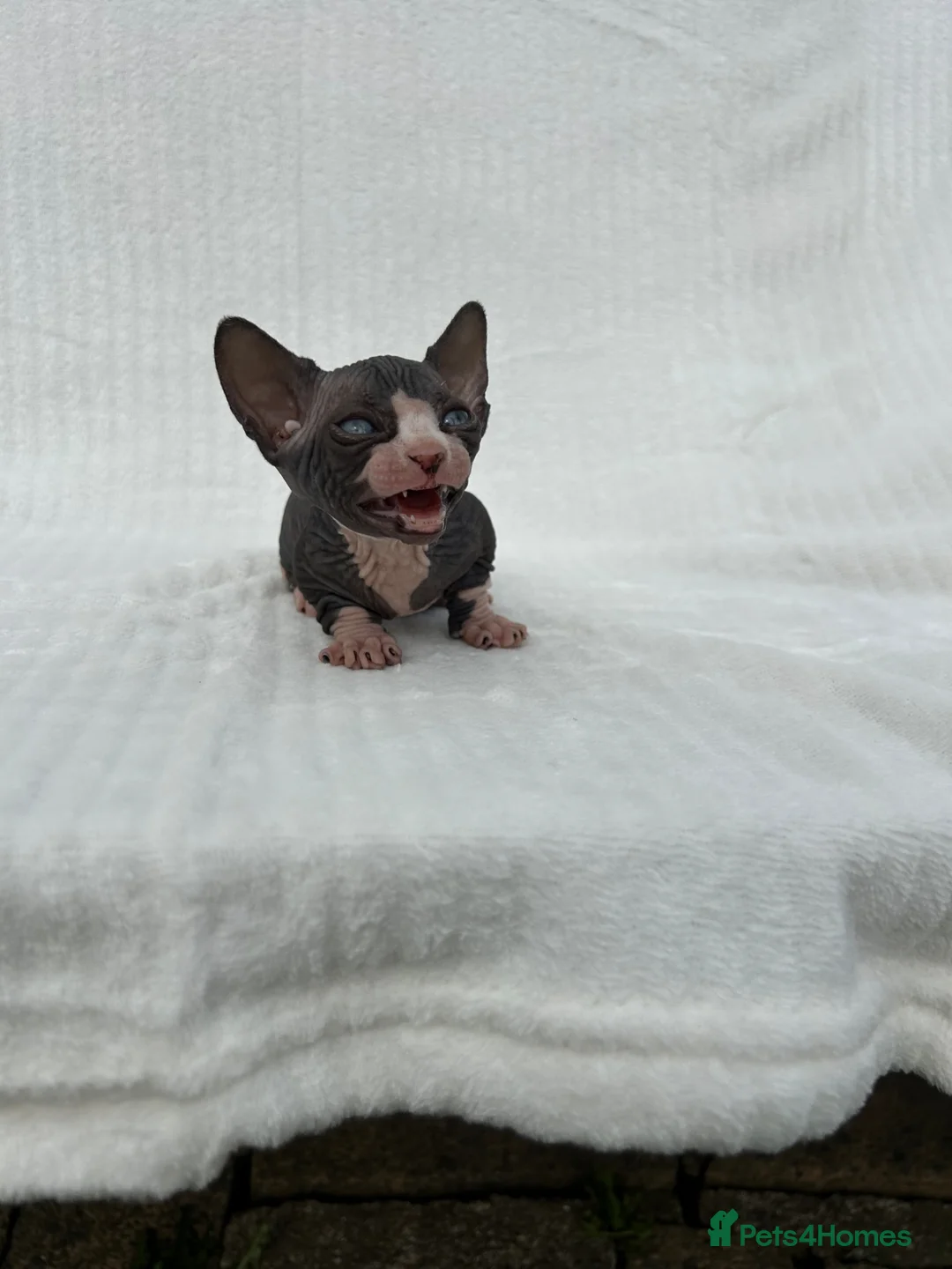 Sphynx cats for sale: Male bambino sphynx  in Cwmbran - Advert 8