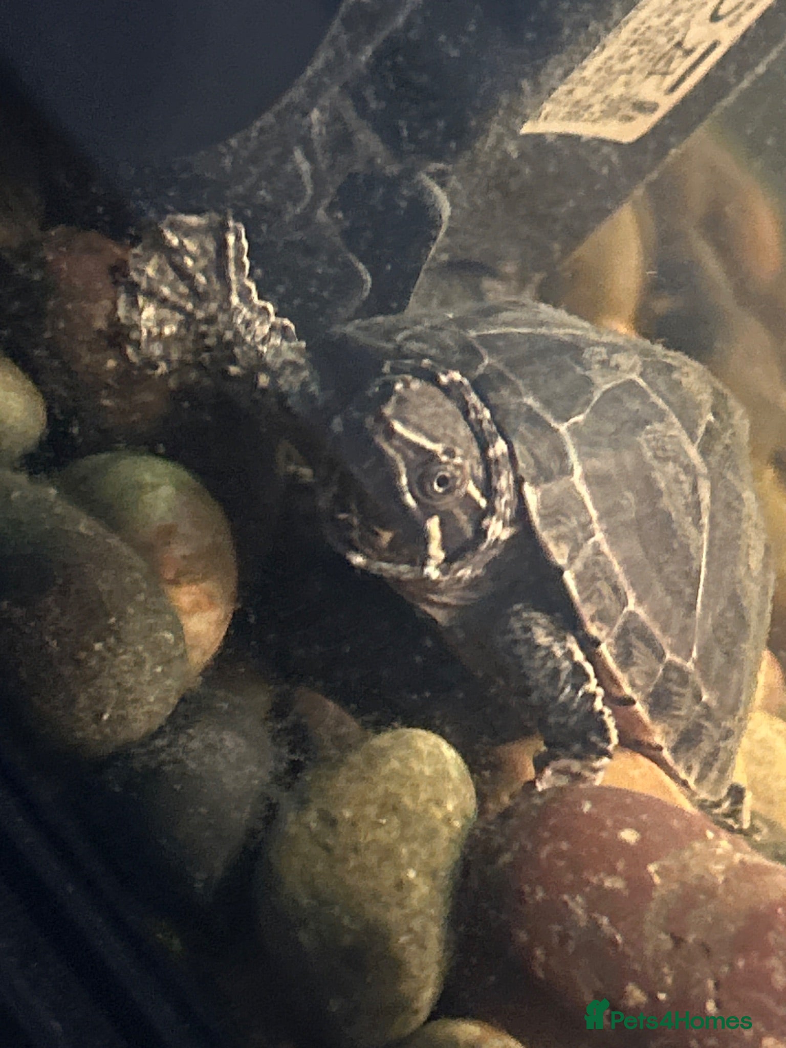 Turtle reptiles Young common musk and razor back Turtles - Advert 2