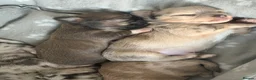 Chihuahua dogs for sale: Stunning litter of mixed Merle and Lilac fawn - Advert 5