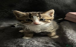 Mixed Breed cats for sale: Litter off 5 half bengal kittens  - Image 11