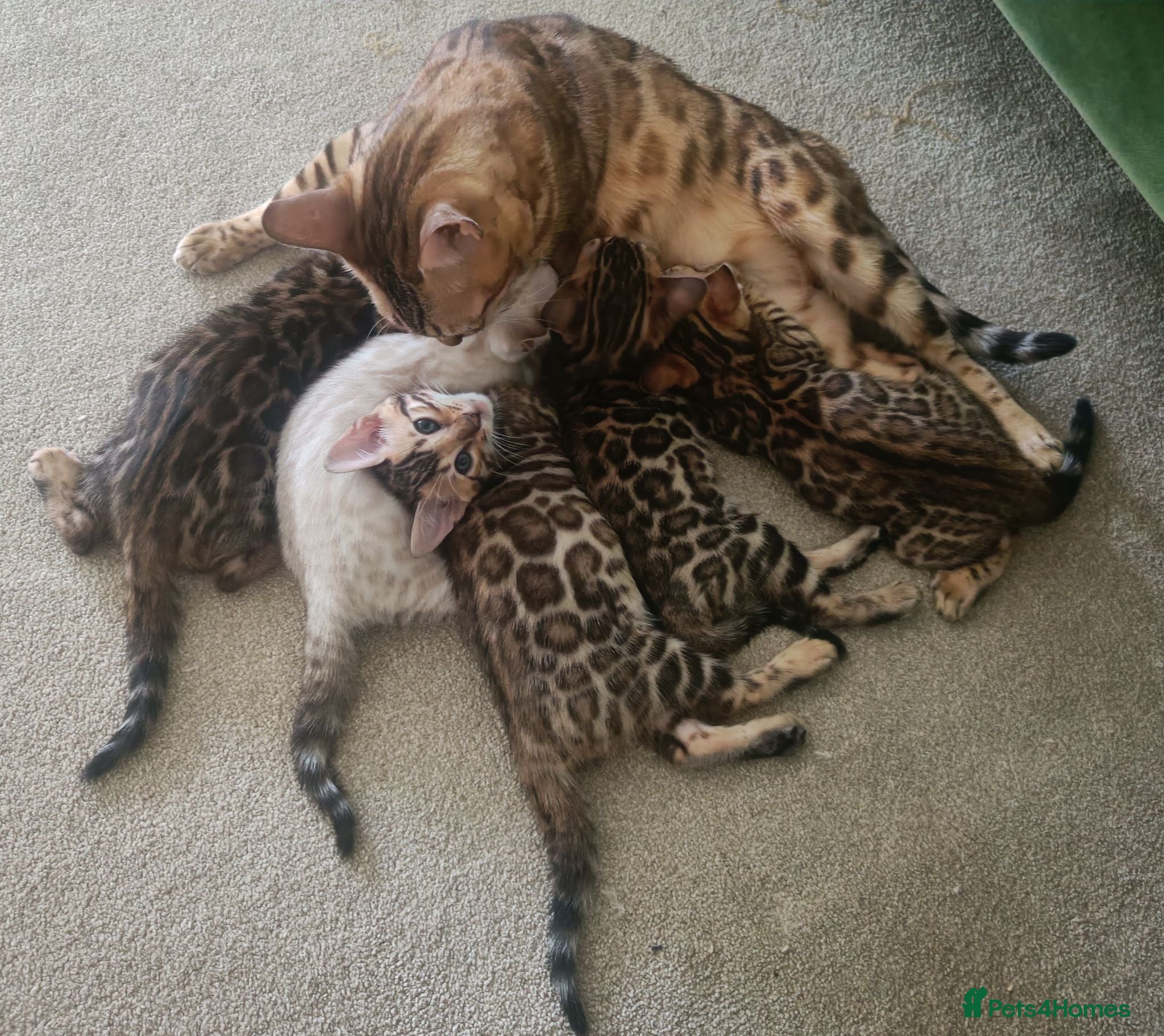 Bengal cats Absolutely beautiful pedigree bengal kittens - Advert 2