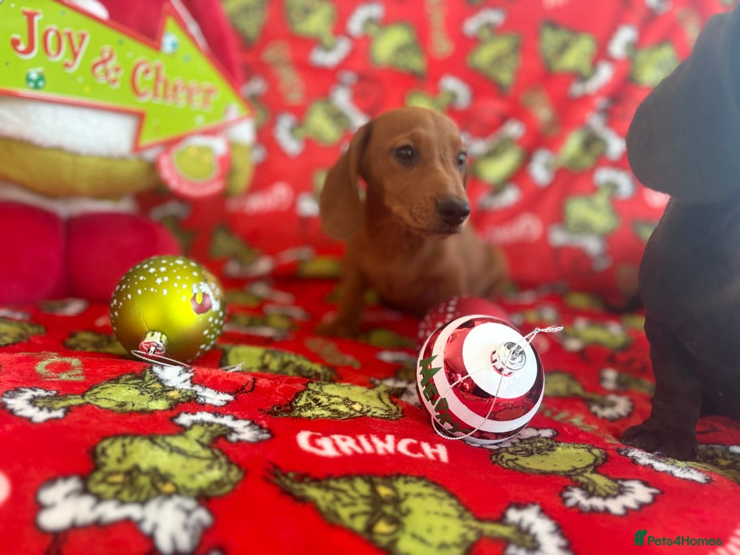 Miniature Dachshund dogs for sale: Beautiful babies ready for there5⭐️ home - Advert 4