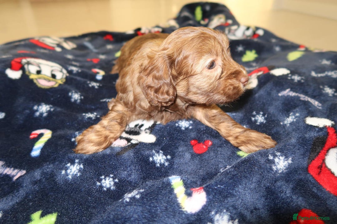 Cockapoo dogs for sale: Beautiful f1b Cockapoo puppy's   - Advert 11
