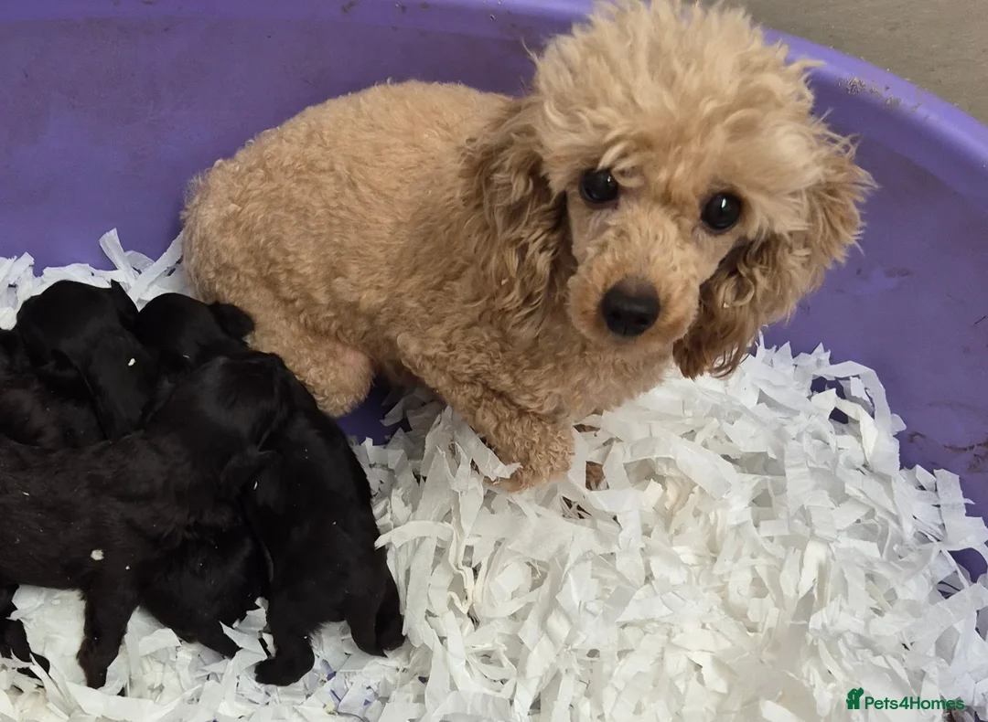 Yorkiepoo dogs for sale: Male and Female Toy Yorkiepoo Puppies  - Advert 10
