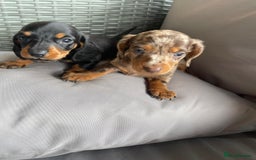 Dachshund dogs for sale: Dachshund Puppys miniature - Image 9